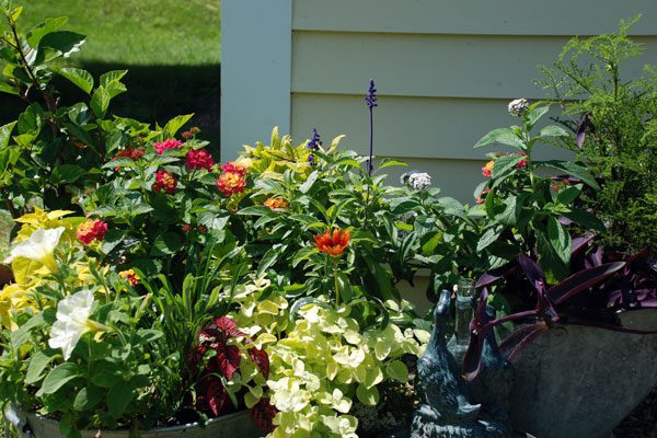 Potted container garden with colorful flowering plants