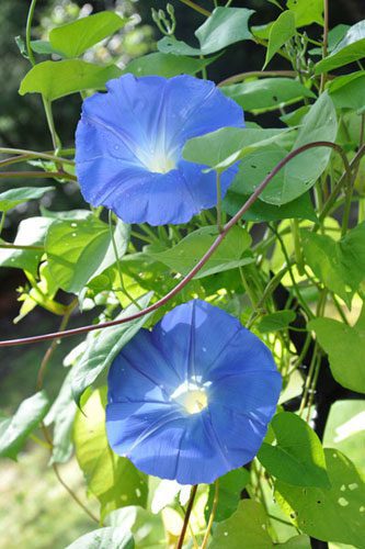 Two blue morning glory flowers on vine