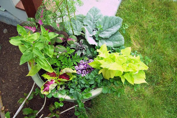 Round planter with mixed colorful leafy plants