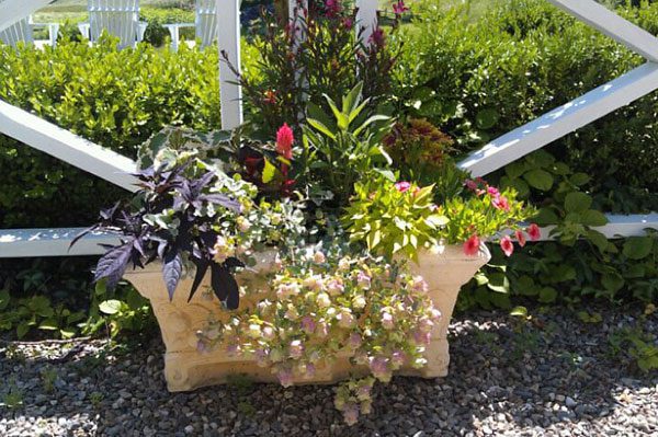 Stone planter with mixed flowering plants