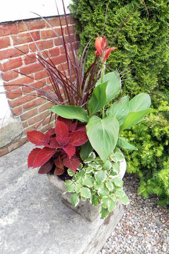 Potted mixed plants with red and green foliage