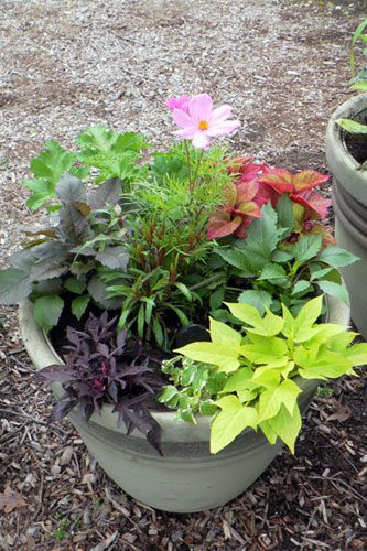 Planter with mixed foliage and pink flower