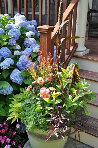 Potted mixed flowers by porch steps