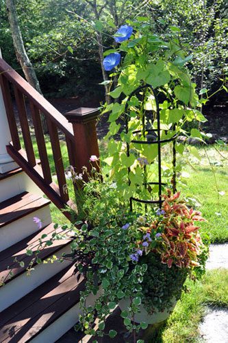 Potted morning glories climbing a trellis