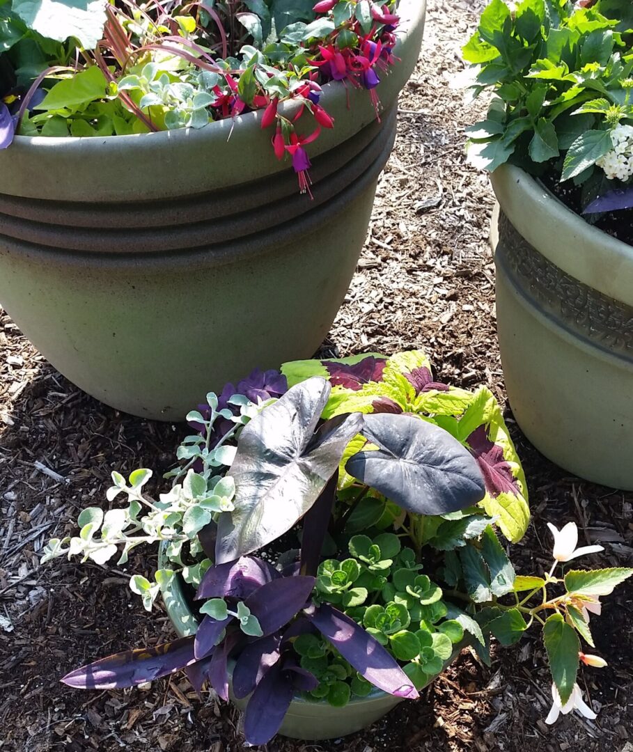 Colorful mixed potted plants in garden