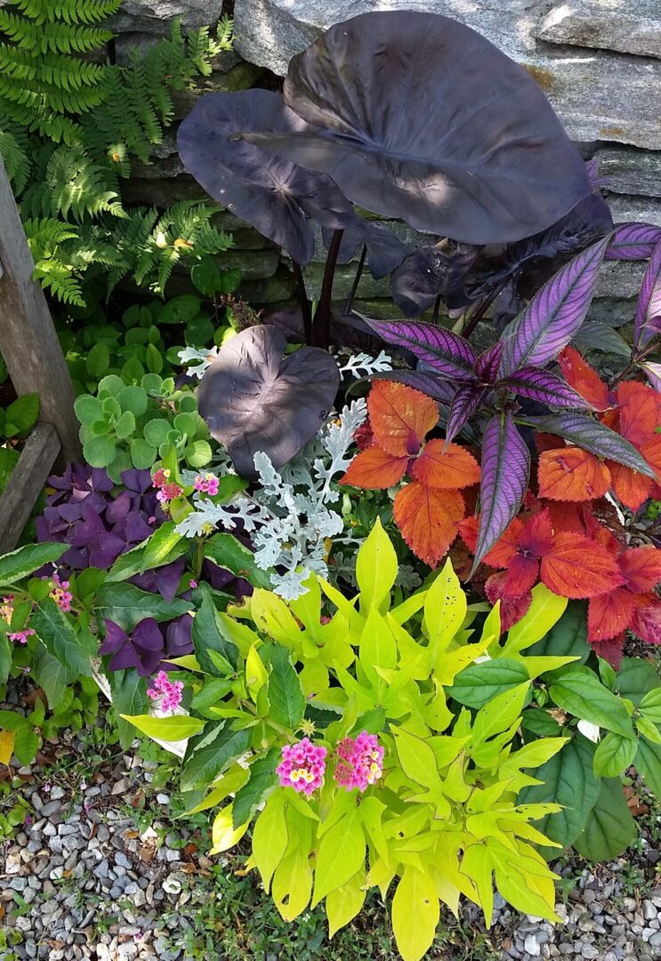 Vibrant mixed garden with dark elephant ear