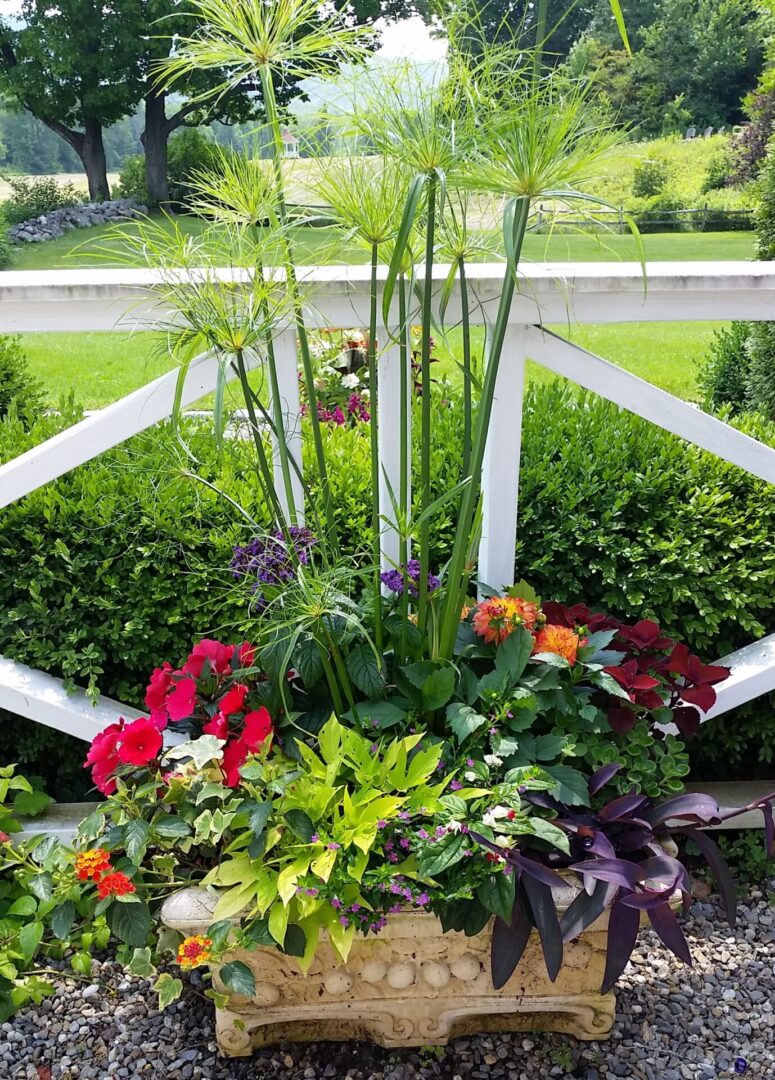 Colorful mixed planter with tall papyrus plants