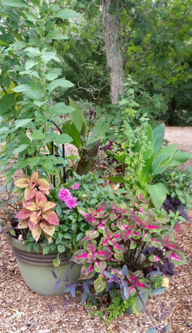 Potted coleus and pink flowers in garden