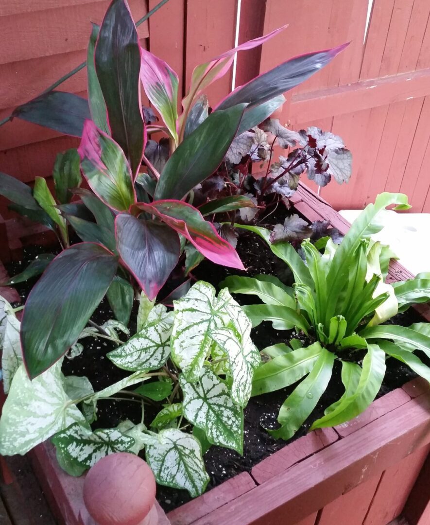 Assorted tropical plants in wooden planter box