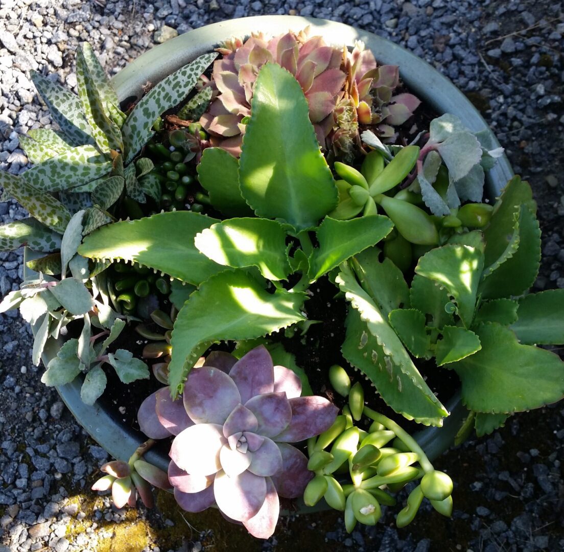 Assorted succulents in round planter