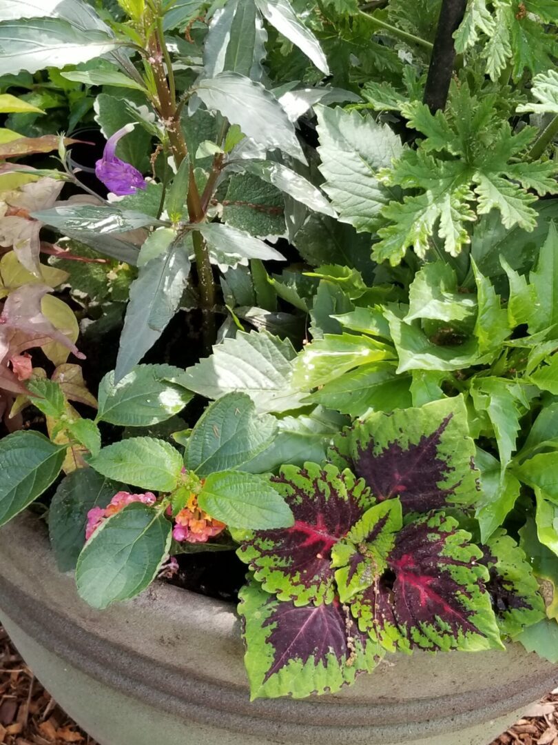 Colorful coleus and mixed foliage in planter