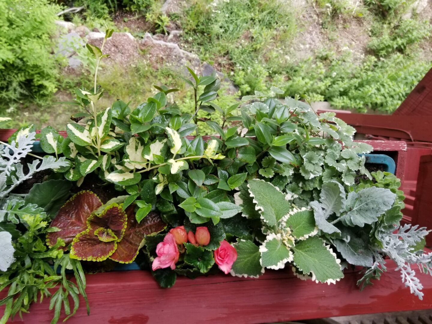Window box with mixed flowering and foliage plants